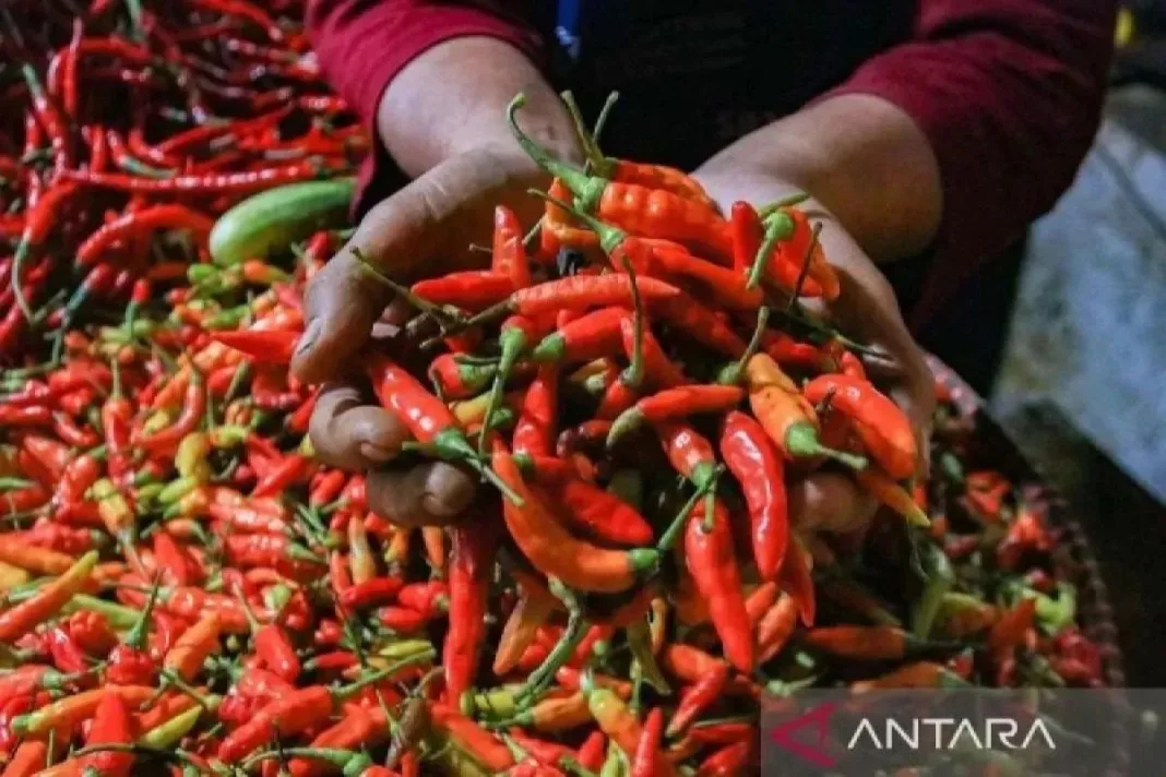 Harga Pangan Hari ini, Cabai Rawit Rp58.150/Kg dan Telur Ayam Rp29.000/Kg