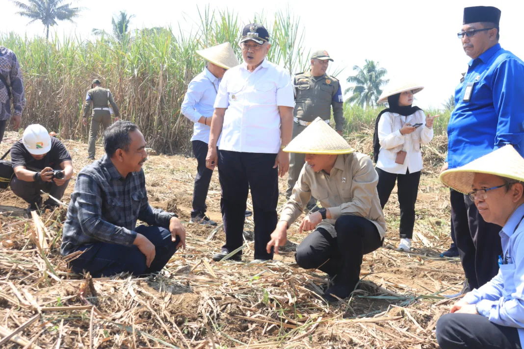 Kunjungi Kebun Tebu di Gondanglegi, Wamenko Dorong Swasembada Gula